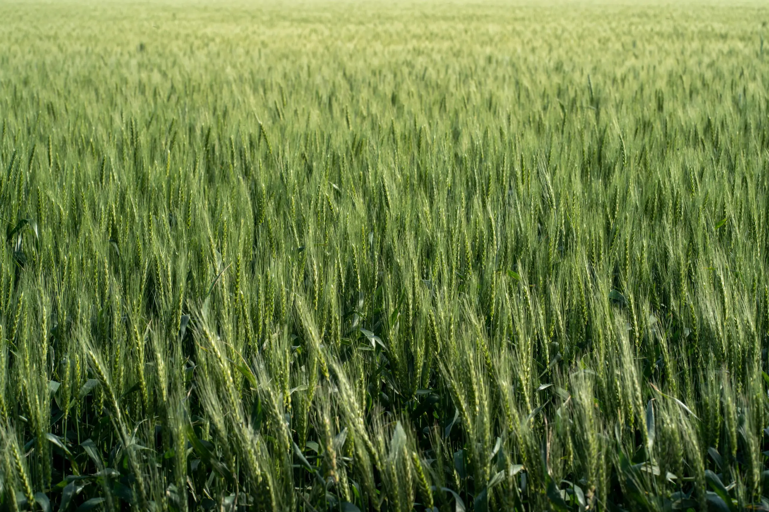 A vibrant field of green wheat under the bright summer sun, showcasing agricultural abundance.