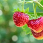 strawberry farming ooty saveagri.org
