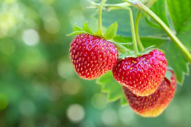 Strawberry Farming in Ooty: Techniques for High Yield and Profit