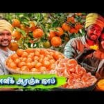 FARM FRESH ORANGE HARVEST | Orange Candle Light Dinner | Tamil Native Farmer