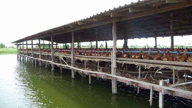 Fish and Chicken Double Farming: A Smart Integrated Farming Guide for Higher Profits