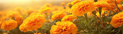 Marigold Flower Growing Guide: Easy Steps for Bright and Healthy Blooms