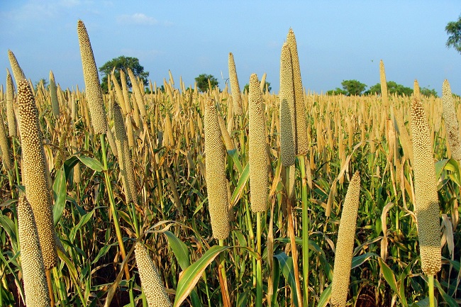 Bajra Millet: Climate-Resilient Grain Shaping the Future of Farming and Health