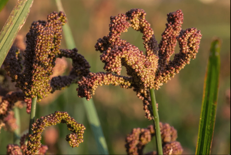Ragi Farming (Finger Millet) Guide 2026: Cultivation, Profit per Acre & Market Demand